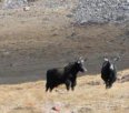 青海海西州特产 天峻牦牛