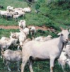 四川达州特产 大竹板角山羊