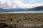 西藏日喀则特产 岗巴羊