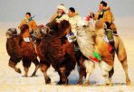 内蒙古特产 阿拉善骆驼
