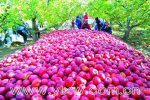 新疆特产 伊犁苹果