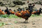 西藏山南特产 藏鸡