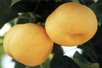 海原香水梨