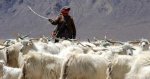 昌都丁青特产 西藏山羊