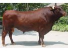 山东潍坊特产 种牛肉牛