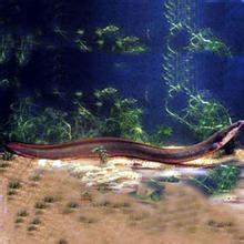 临汾鳗鱼