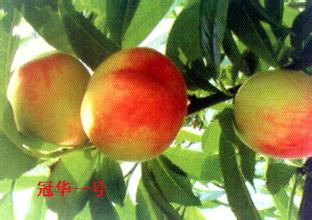 肃宁县无公害水果