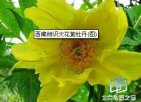 西藏林芝特产 大花黄牡丹
