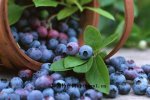 黑龙江鸡西特产 梨树蓝莓