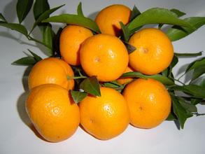 蒲江柑橘