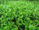 安徽池州特产 绿牡丹茶