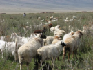 新疆塔城特产 巴士拜羊