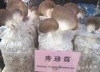 广西河池特产 桑枝秀珍菇