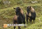四川特产 古蔺马羊