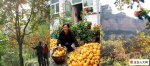 山西忻州特产 五台花椒