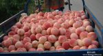 潍坊安丘特产 红冠蜜桃