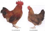 广东中山特产 沙栏鸡