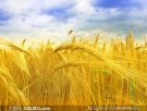 内蒙古乌兰察布特产 兴和大麦