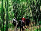 台州三门特产 重渡沟盛产竹子