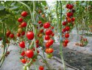 新疆克拉玛依特产 樱桃西红柿