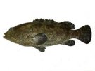 广西钦州特产 石斑鱼