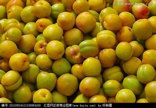新疆杏子