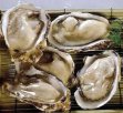 浙江宁波特产 西店牡蛎