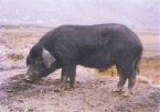 四川泸州特产 盆周山地猪