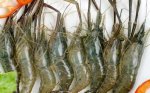 泰州兴化特产 淡水大青虾