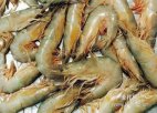 潍坊寿光特产 羊角沟大虾