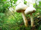 黑龙江齐齐哈尔特产 蘑菇