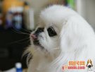 北京东城特产 北京犬