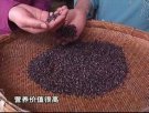 云南红河特产 紫糯米