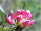 广西贺州特产 八步猪花