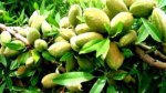 喀什英吉沙特产 巴旦杏