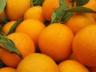 桂林平乐特产 夏橙