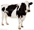 内蒙古乌兰察布特产 奶牛