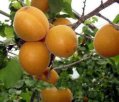 鄂尔多斯鄂托克旗特产 鄂尔多斯酸毛杏