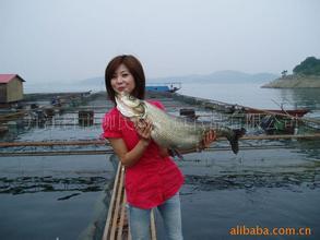 丹江口鳡鱼