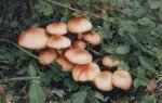 山西忻州特产 繁峙台蘑