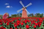 荷兰特产 荷兰风车