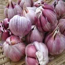 紫皮香蒜
