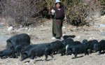 西藏林芝特产 藏猪