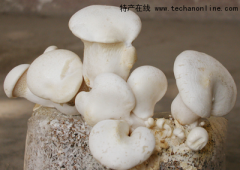 北京通州特产 白灵菇