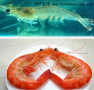 天津河西特产 中国对虾
