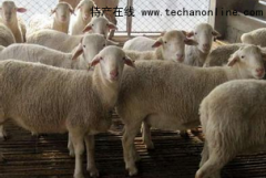 天津红桥特产 白头萨福克羊