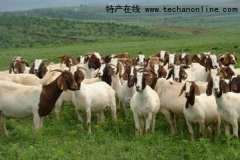 天津红桥特产 波尔山羊