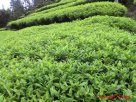 广东梅州特产 八乡山茶