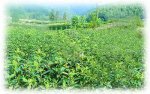 茂名高州特产 新垌绿茶