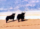 西藏阿里特产 野牦牛
